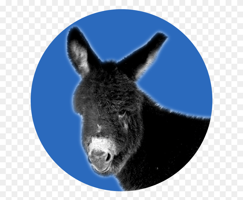 630x630 Democrat 36 Burro, Donkey, Mammal, Animal HD PNG Download