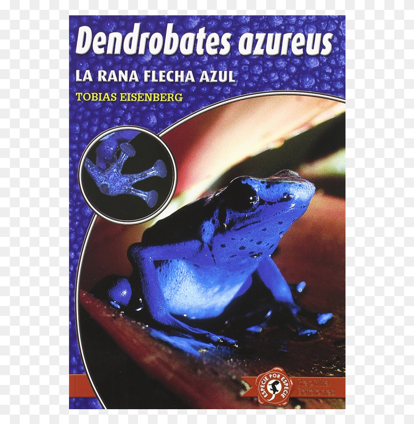 562x799 Dendrobates Azureus Blue Poison Dart Frog, Плакат, Реклама, Амфибия Hd Png Скачать