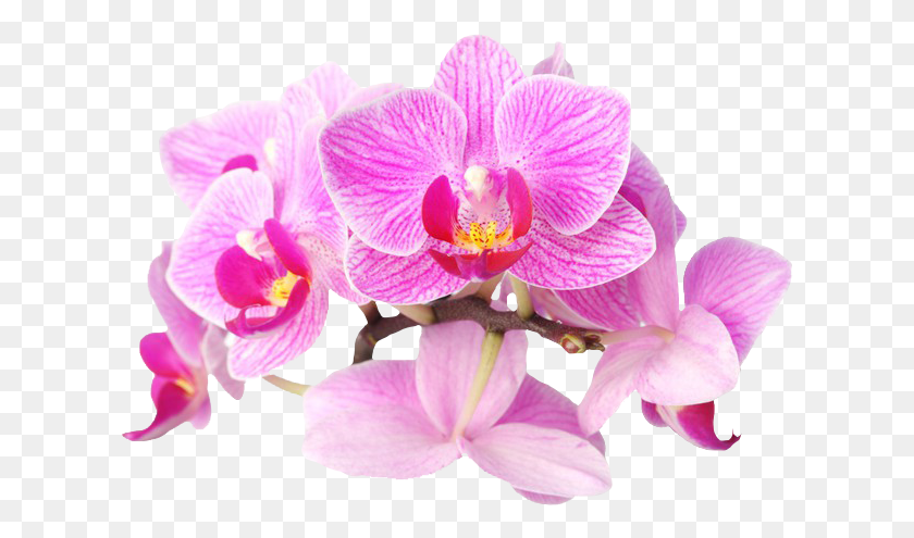 618x435 Dentro Del Parque Periurbano Avistaremos Aves Raras Orchids, Plant, Flower, Blossom HD PNG Download
