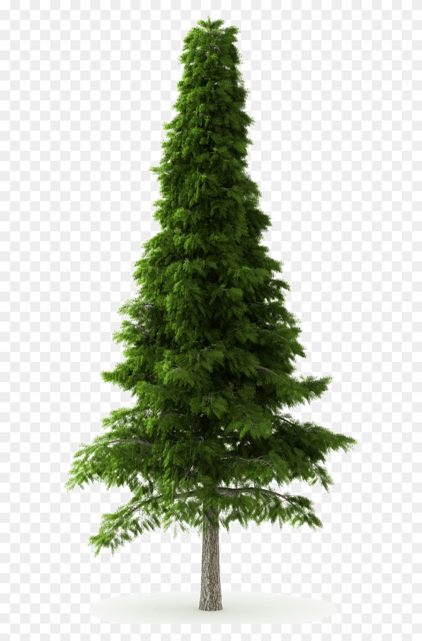592x1215 Deodar Himalayas Norway Cedar Tree Transparent Background, Plant, Christmas Tree, Ornament HD PNG Download