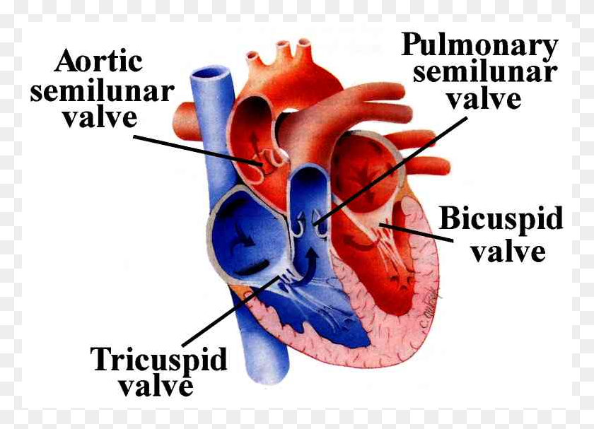779x547 Deoxygenated Blood Pours Into The Right Atrium From Semilunar Valves, Word, Plot, Label HD PNG Download