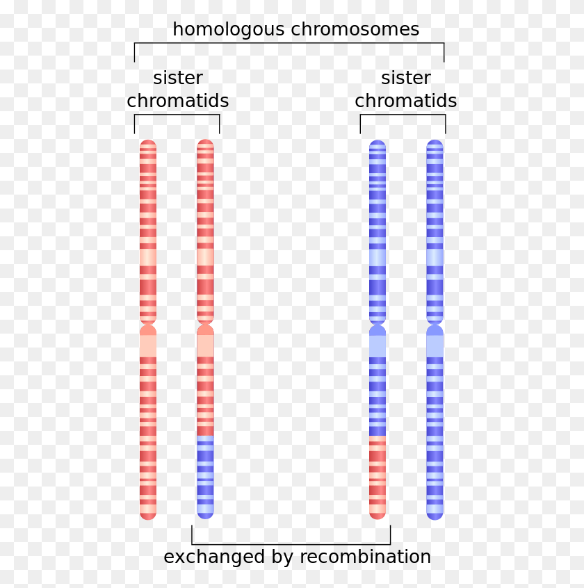 475x786 Depiction Of Chromosome 1 After Undergoing Homologous Translocation On Homologous Chromosomes, Sport, Sports, Croquet HD PNG Download