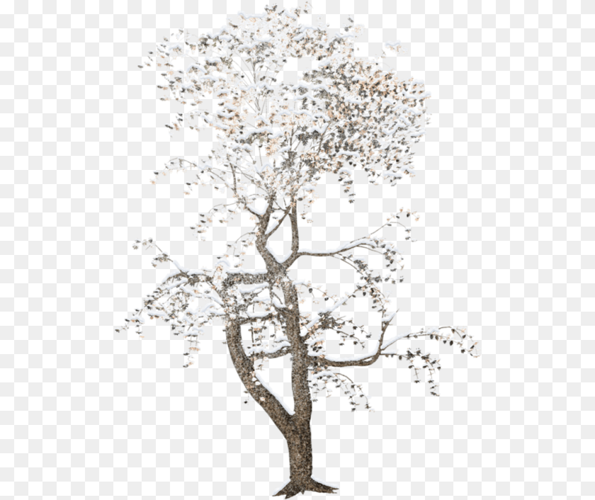 521x706 Derevya V Snegu, Wood, Ice, Tree, Plant Transparent PNG