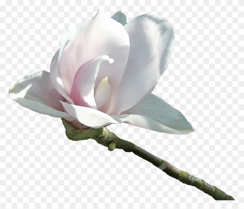 1280x1085 Descargar Virg, Rose, Flower, Plant HD PNG Download