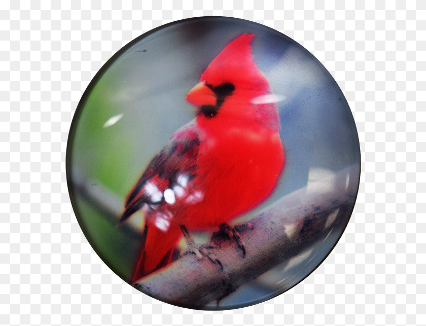 584x583 Description Northern Cardinal, Bird, Animal, Sphere HD PNG Download