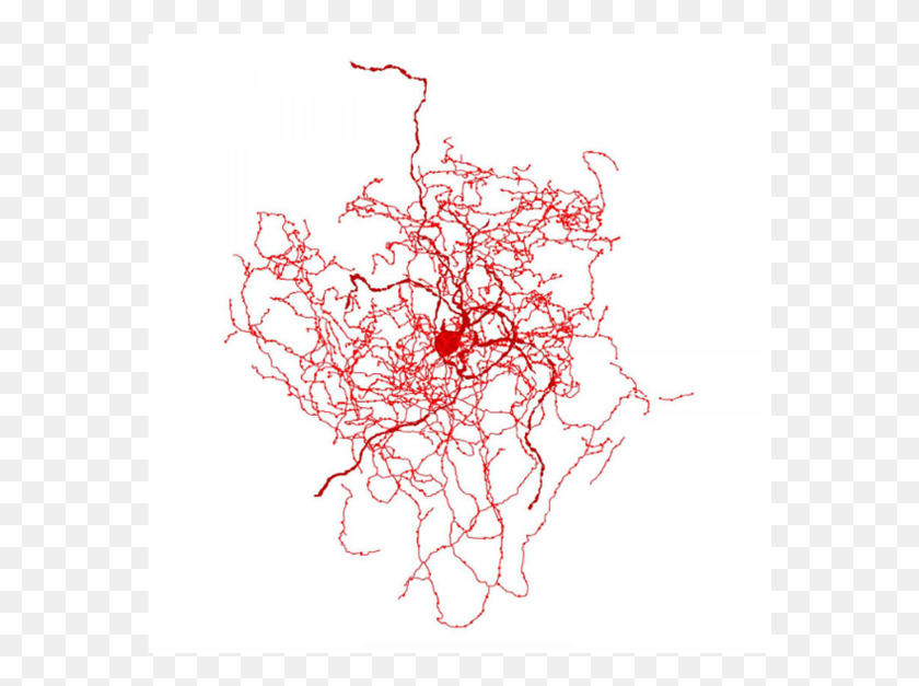 572x567 Descubren Nuevo Tipo De Clulas En El Cerebro Neuron Шиповника, Графика, Участок Hd Png Скачать