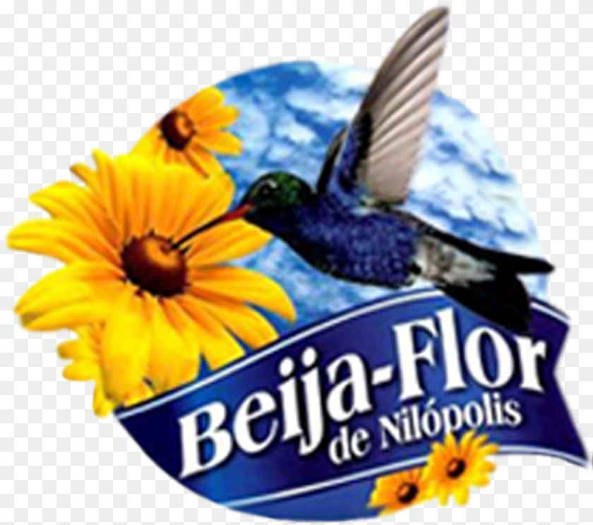 857x759 Desenho Da Beija Flor Milopolis, Daisy, Flower, Plant, Animal Clipart PNG