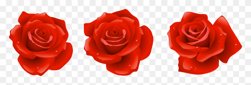 1600x466 Десенхо Де Флорес Em Com Fundo Transparente Garden Roses, Роза, Цветок, Растение Hd Png Скачать