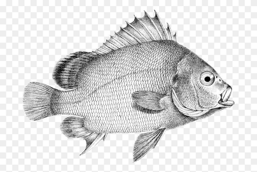 695x504 Desenho De Peixe Тилапия Окунь, Рыба, Животное Hd Png Скачать