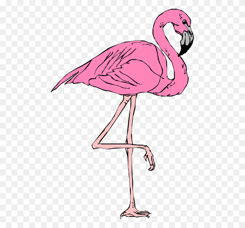 490x720 Desenho Flamingo Roblox T Shirt Flamingo, Bird, Animal HD PNG Download