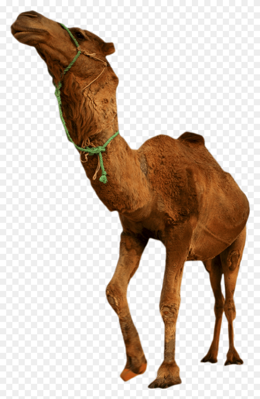 2143x3379 Desert Camel Standing Image Camel In Desert HD PNG Download
