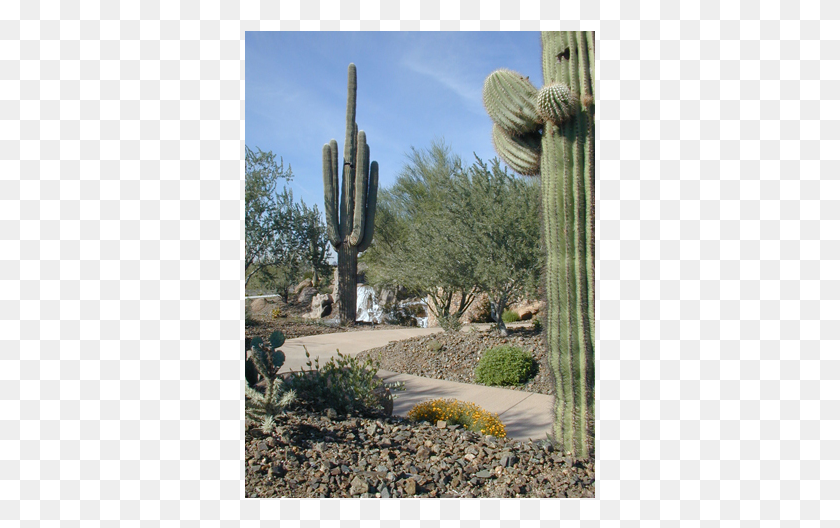 351x468 Desert Home In Beautiful Community Hedgehog Cactus, Plant HD PNG Download
