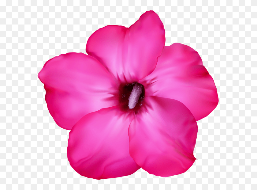 600x560 Роза Пустыни Рисунок Роза Пустыни, Растение, Гибискус, Цветок Hd Png Скачать