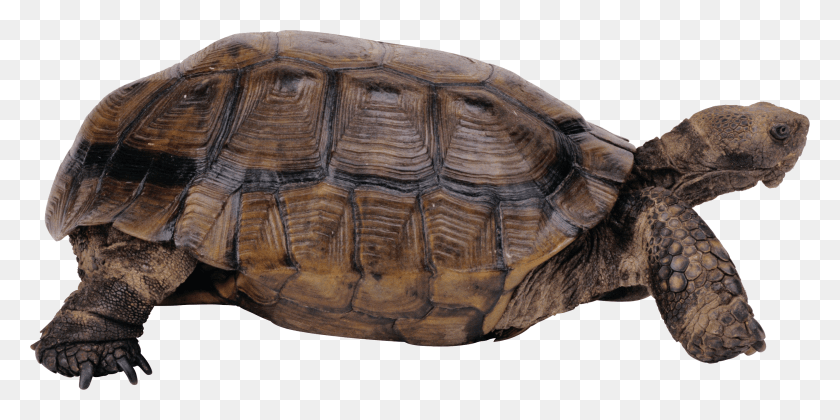 2651x1224 Desert Tortoise Transparent Background, Turtle, Reptile, Sea Life HD PNG Download