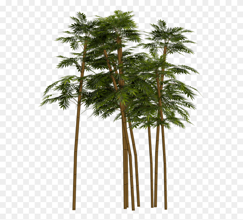 581x702 Дерево Пустыни, Растение, Хвойное Дерево, Растительность Hd Png Скачать
