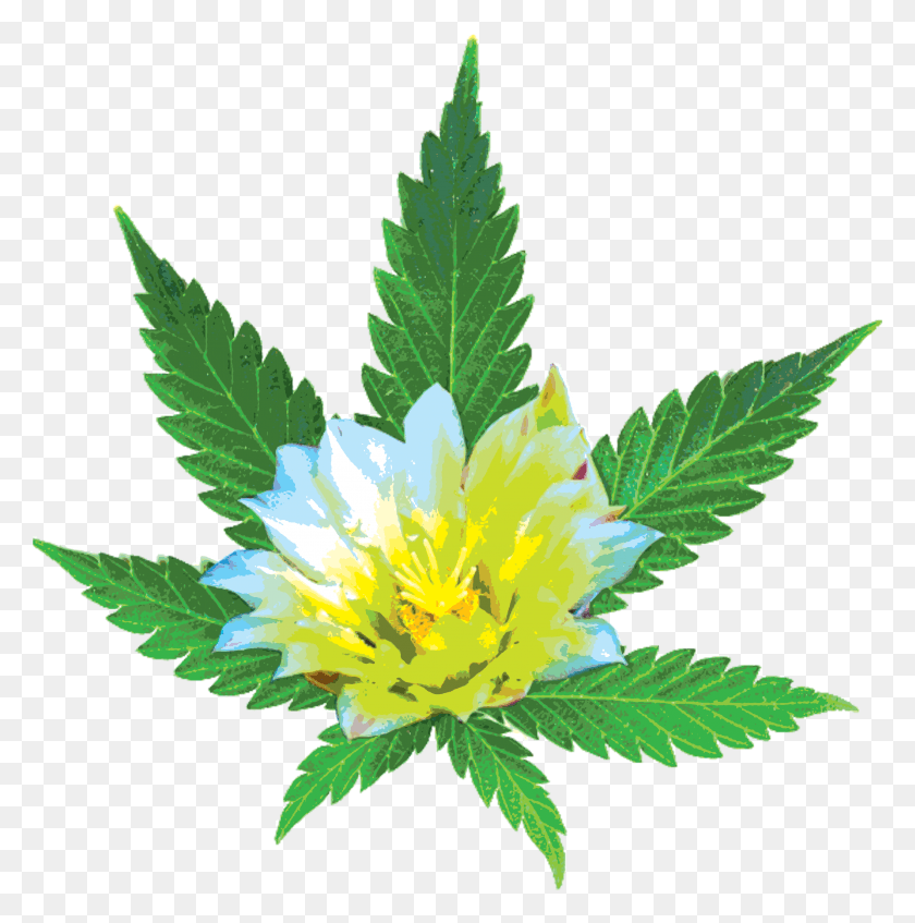 2915x2943 Descargar Png Desertbloom Leaf Posterized Weed, Planta, Herbario, Hierbas Hd Png