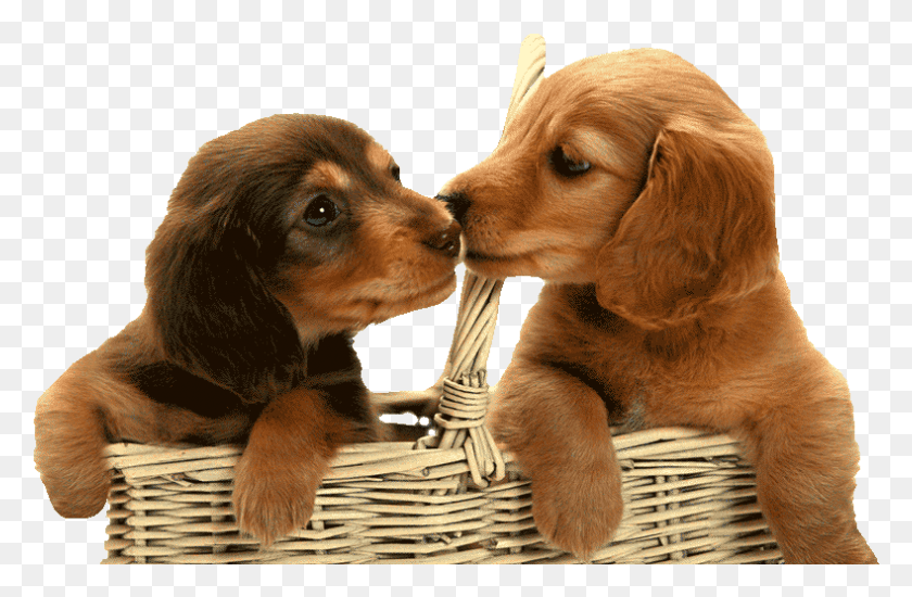789x496 Desexing Dogs Amp Puppies Costs Amp Benefits Of Desexing Puppies In Basket, Puppy, Dog, Pet HD PNG Download
