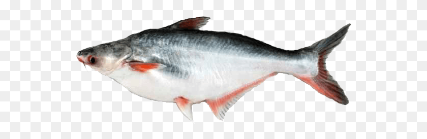 544x214 Deshi Pangas Basa Fish, Herring, Sea Life, Animal HD PNG Download