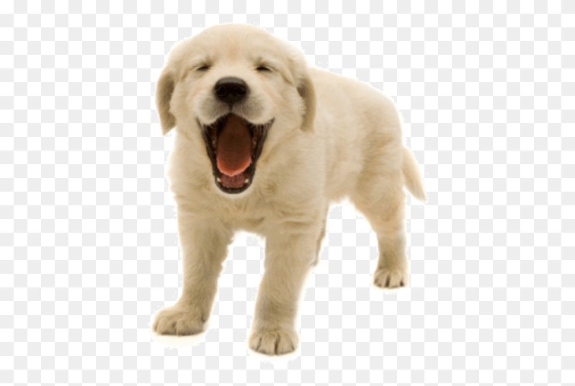 416x504 Diseños De Perro, Perro, Golden Retriever, Mascota, Canino Hd Png