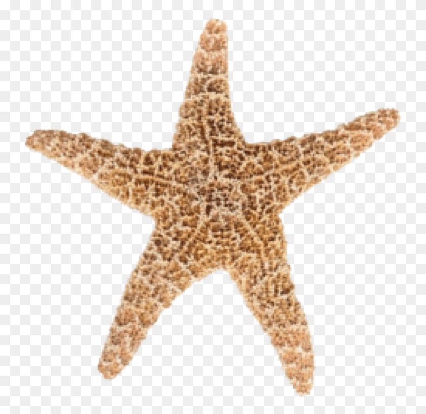 746x755 Designs Starfish Transparent Star Fish, Cross, Symbol, Sea Life HD PNG Download