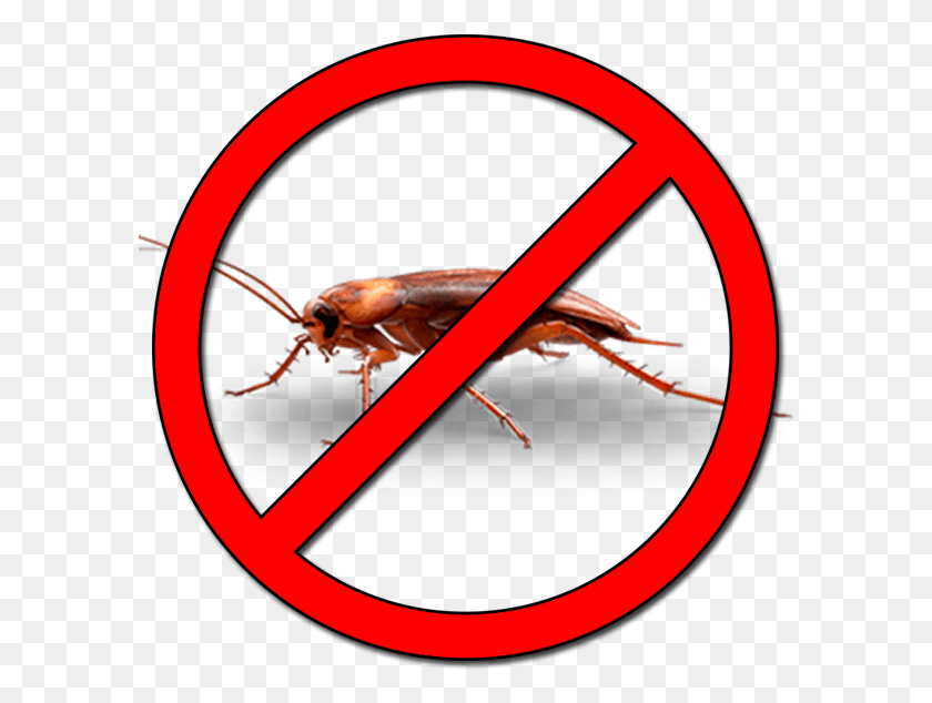 591x574 Desinsectacin Do Not Contact, Insect, Invertebrate, Animal HD PNG Download