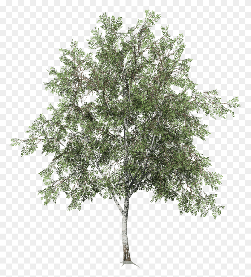 834x925 Desktop Field Mexican Pinyon, Tree, Plant, Oak Descargar Hd Png