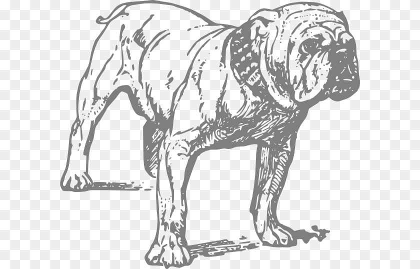 Dessin De Chien Bulldog, Animal, Canine, Mammal, Dog Transparent PNG
