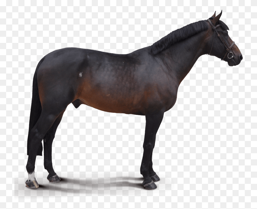 748x622 Destello Stallion, Horse, Mammal, Animal HD PNG Download