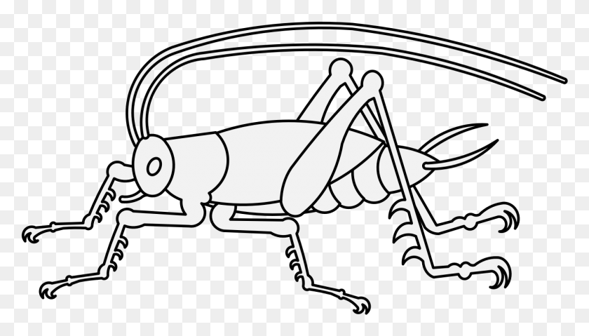1320x710 Details Grasshopper, Insect, Invertebrate, Animal HD PNG Download