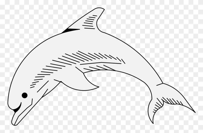 1262x798 Детали Акула, Животное, Млекопитающее, Морская Жизнь Hd Png Скачать