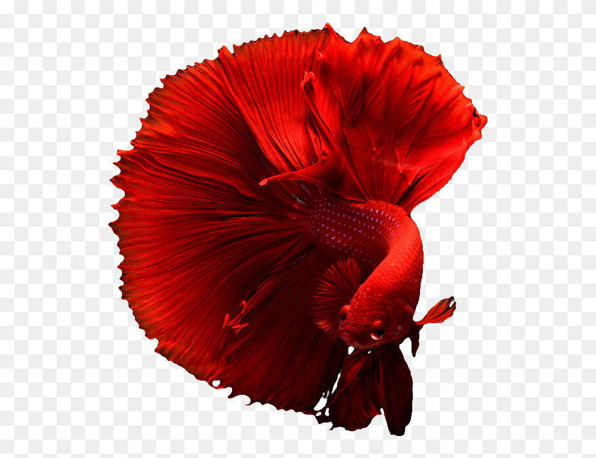 537x586 Develop Full Moon Fighter Fish, Plant, Petal, Flower HD PNG Download
