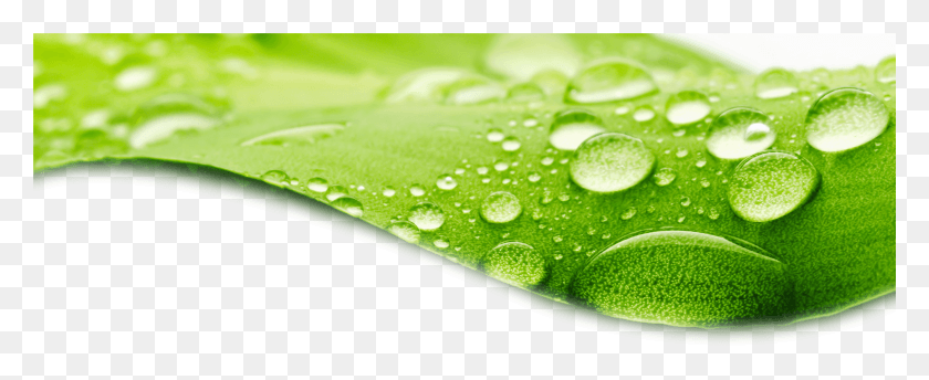 5821x2124 Dew Stock Photography Wallpaper Crystal Droplets Green Leaves With Water Drops HD PNG Download