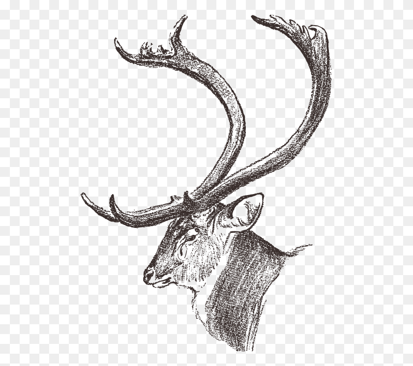 511x685 Dhole Chital Elk Huge Sketch, Antler, Snake, Reptile HD PNG Download