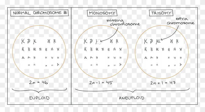 3021x1550 Diagram Illustrating Euploidy And Aneuploidy Circle, Text, Plot, Number Descargar Hd Png