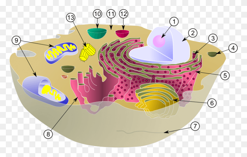 800x486 Diagram Of A Typical Animal Cell With Its Organelles Animal Cell Vacuole, Birthday Cake, Food, Graphics HD PNG Download