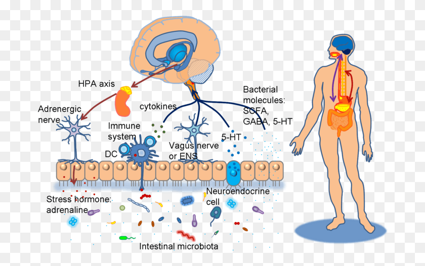 694x466 Diagram Of Brain Gut Micorbiota Axis Brain Gut Skin Axis, Person, Human HD PNG Download