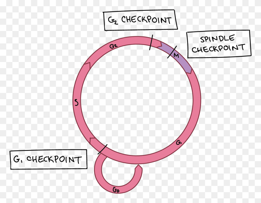 1359x1038 Diagram Of Cell Cycle With Checkpoints Marked Cell Cycle G1 Checkpoint, Horseshoe HD PNG Download