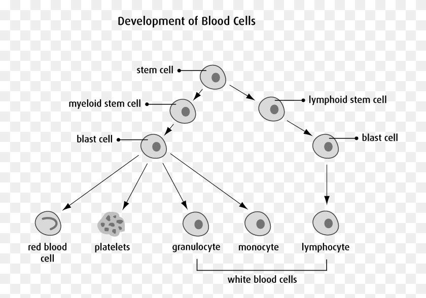 729x528 Diagram Of Development Of Blood Cells Leukemia Diagram, Flare, Light HD PNG Download
