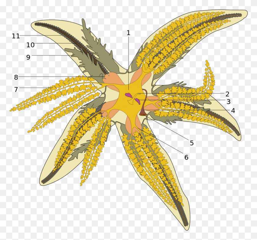 1097x1019 Diagram Of Starfish Anatomy Asterias Rubens, Leaf, Plant, Animal HD PNG Download