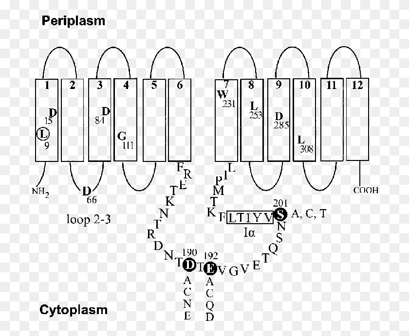 716x631 Diagram Of Teta Tetracyclineh Antiporter Dna Formula, Number, Symbol, Text HD PNG Download