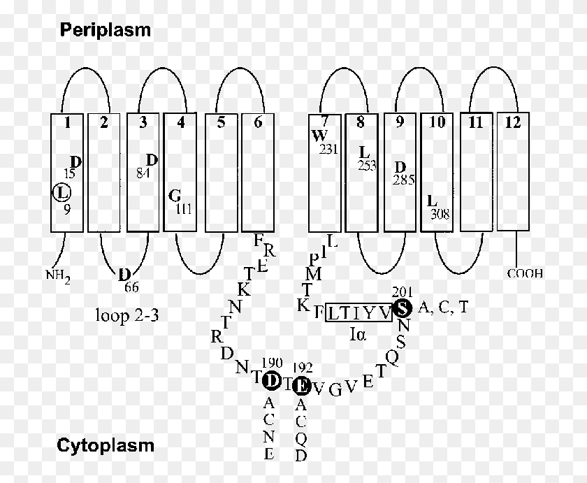 716x631 Descargar Png Diagrama De Teta Tetracyclineh Antiporter Dna Fórmula, Número, Símbolo, Texto Hd Png