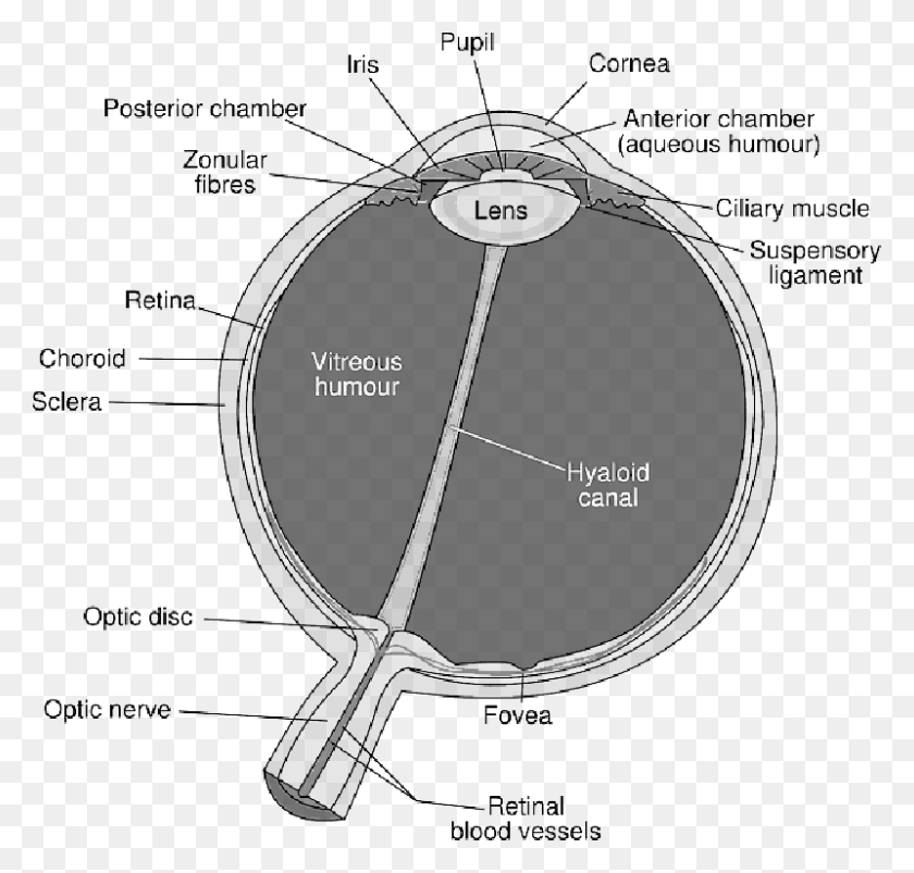 800x763 Diagram Of The Eye Diagram Of The Eye, Plot HD PNG Download