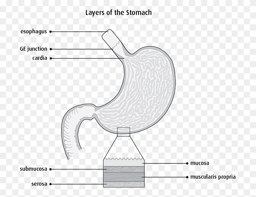 709x585 Diagram Of The Layers Of The Stomach Ca Stomach Staging, Plot HD PNG Download