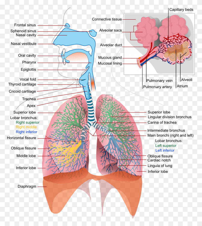 1702x1920 Diagram Of The Lungs Do I Have Trouble Breathing, Flyer, Poster, Paper HD PNG Download