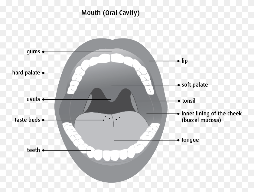 760x574 Diagram Of The Mouth Lining Of Oral Cavity, Teeth, Lip, Helmet HD PNG Download
