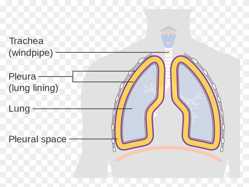 1174x861 Diagram Showing The Lining Of The Lungs Cruk Lining Of The Lungs, Plot, Measurements HD PNG Download