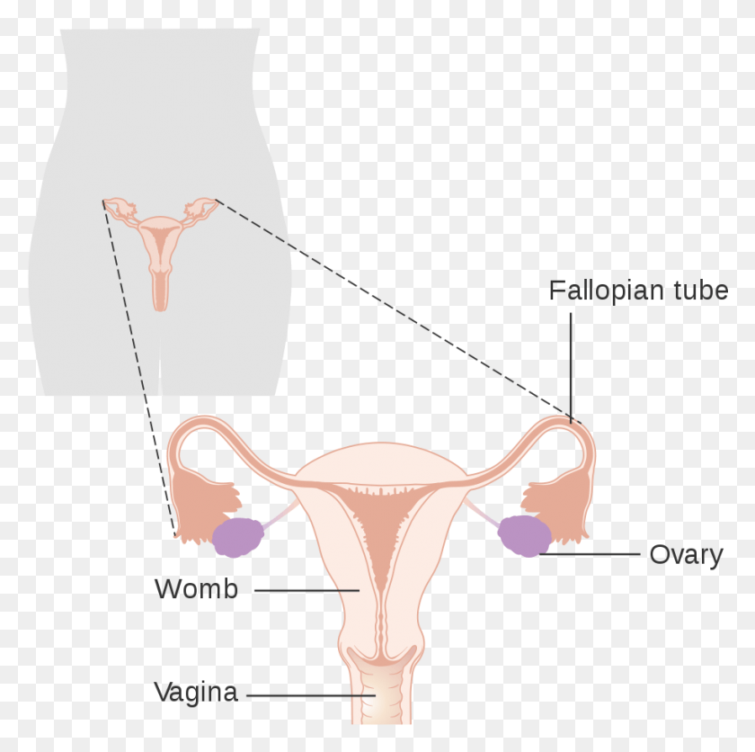 913x909 Diagrama Que Muestra La Posición De La Vagina Cruk Ausencia Congenita De Vagina, Hip, Parcela, Antílope Hd Png