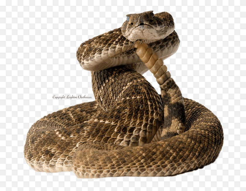 699x593 Diamondback Snake Pic Coiled Snake, Reptile, Animal, Rattlesnake HD PNG Download