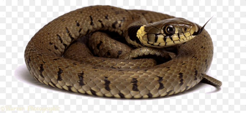 1625x751 Diamondback Snake Picture Snakes On White Background, Animal, Reptile PNG