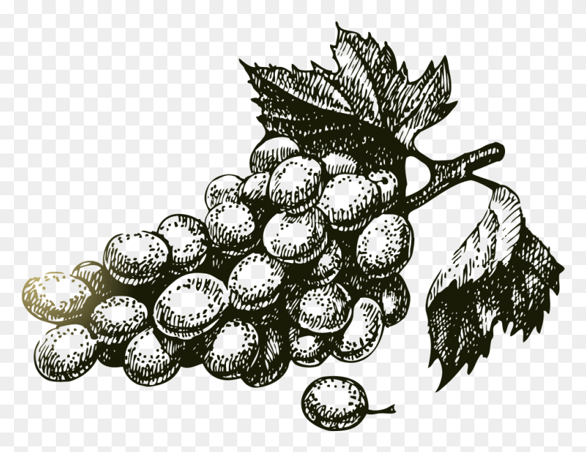 979x739 Dibujos De Uvas Y Vino, Лист, Растение, Люстра Png Скачать